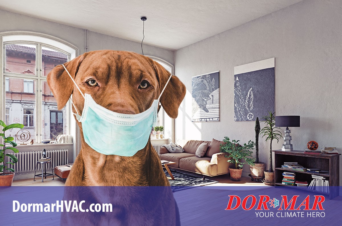 Improve indoor air quality, deal with allergens and pet dander